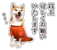 Japanese Shiba Inu hanako6 PhotoSticker sticker #14385409