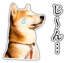 Japanese Shiba Inu hanako6 PhotoSticker sticker #14385410