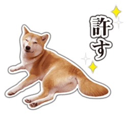 Japanese Shiba Inu hanako6 PhotoSticker sticker #14385411