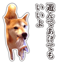 Japanese Shiba Inu hanako6 PhotoSticker sticker #14385412