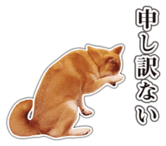 Japanese Shiba Inu hanako6 PhotoSticker sticker #14385413