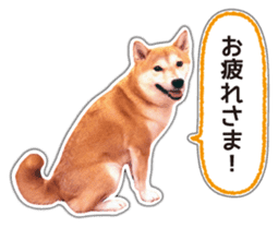 Japanese Shiba Inu hanako6 PhotoSticker sticker #14385414