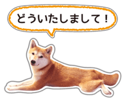 Japanese Shiba Inu hanako6 PhotoSticker sticker #14385415
