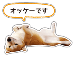 Japanese Shiba Inu hanako6 PhotoSticker sticker #14385416