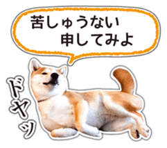 Japanese Shiba Inu hanako6 PhotoSticker sticker #14385417
