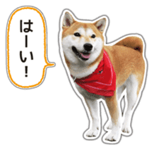 Japanese Shiba Inu hanako6 PhotoSticker sticker #14385418