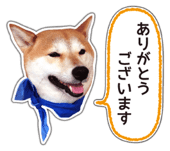 Japanese Shiba Inu hanako6 PhotoSticker sticker #14385419