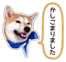 Japanese Shiba Inu hanako6 PhotoSticker sticker #14385420