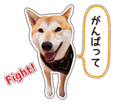 Japanese Shiba Inu hanako6 PhotoSticker sticker #14385422
