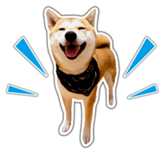 Japanese Shiba Inu hanako6 PhotoSticker sticker #14385423