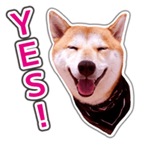 Japanese Shiba Inu hanako6 PhotoSticker sticker #14385424