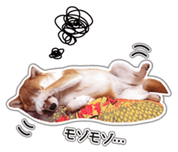 Japanese Shiba Inu hanako6 PhotoSticker sticker #14385426