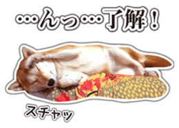 Japanese Shiba Inu hanako6 PhotoSticker sticker #14385427