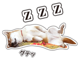 Japanese Shiba Inu hanako6 PhotoSticker sticker #14385428