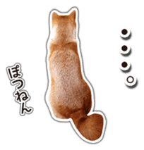 Japanese Shiba Inu hanako6 PhotoSticker sticker #14385429