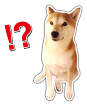 Japanese Shiba Inu hanako6 PhotoSticker sticker #14385431