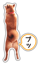 Japanese Shiba Inu hanako6 PhotoSticker sticker #14385432