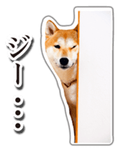 Japanese Shiba Inu hanako6 PhotoSticker sticker #14385433
