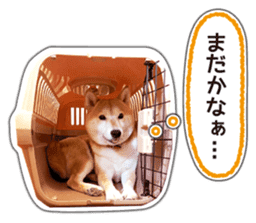 Japanese Shiba Inu hanako6 PhotoSticker sticker #14385435