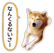 Japanese Shiba Inu hanako6 PhotoSticker sticker #14385436