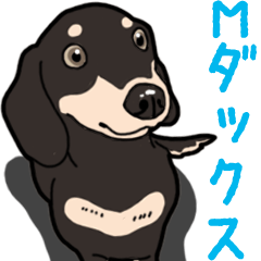 Daily Miniature Dachshund No.2