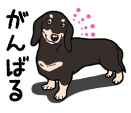 Daily Miniature Dachshund No.2 sticker #14385640