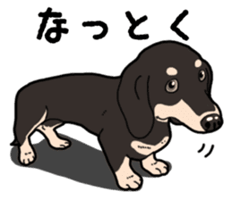 Daily Miniature Dachshund No.2 sticker #14385647