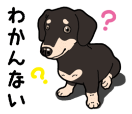 Daily Miniature Dachshund No.2 sticker #14385651