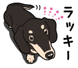 Daily Miniature Dachshund No.2 sticker #14385662
