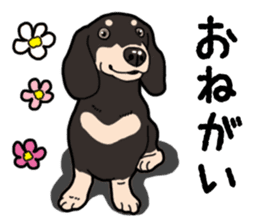 Daily Miniature Dachshund No.2 sticker #14385669