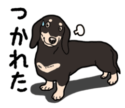 Daily Miniature Dachshund No.2 sticker #14385670