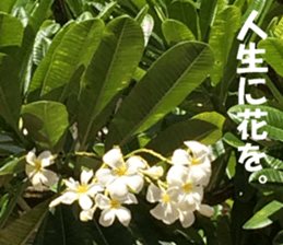 Hawaii's sticker sticker #14386313