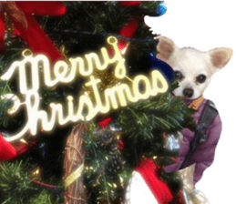 Chihuahua man,New Year's Holiday sticker #14388494