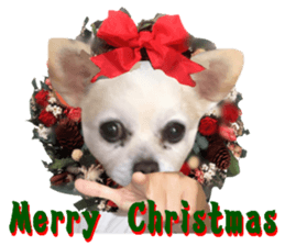 Chihuahua man,New Year's Holiday sticker #14388495