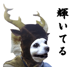 Chihuahua man,New Year's Holiday sticker #14388497