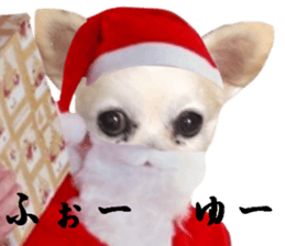 Chihuahua man,New Year's Holiday sticker #14388498