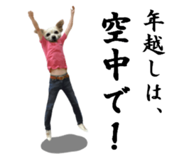 Chihuahua man,New Year's Holiday sticker #14388507