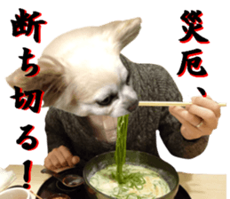 Chihuahua man,New Year's Holiday sticker #14388508