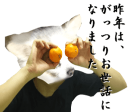 Chihuahua man,New Year's Holiday sticker #14388510