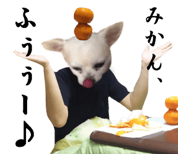 Chihuahua man,New Year's Holiday sticker #14388511