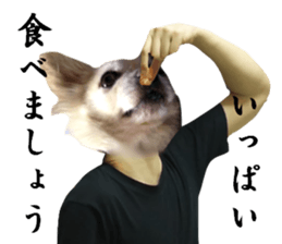 Chihuahua man,New Year's Holiday sticker #14388512