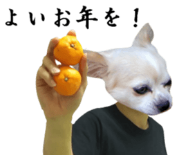 Chihuahua man,New Year's Holiday sticker #14388513