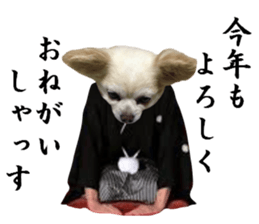 Chihuahua man,New Year's Holiday sticker #14388516