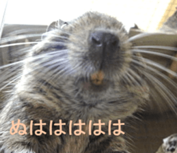 Degu life sticker #14392342