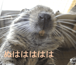 Degu life sticker #14392342