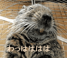 Degu life sticker #14392343