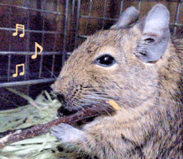 Degu life sticker #14392344
