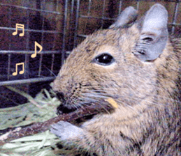 Degu life sticker #14392344