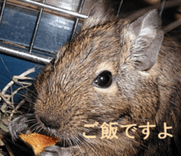 Degu life sticker #14392345