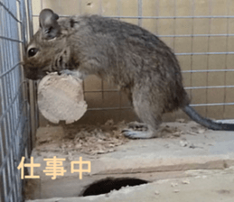 Degu life sticker #14392346